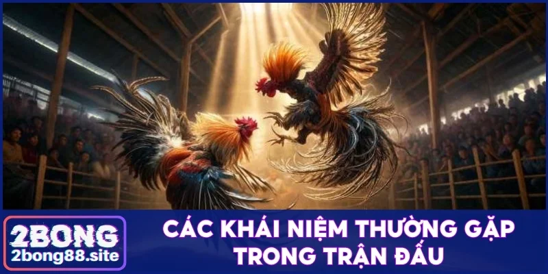 Tổng hợp các thuật ngữ đá gà người mới chơi cần nắm rõ 3 Các khái niệm thường gặp trong trận đấu