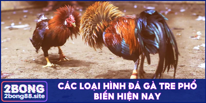 Theo dõi đá gà tre tìm kiếm cơ hội kiếm tiền hấp dẫn 3 Các loại hình chọi gà tre phổ biến nhất