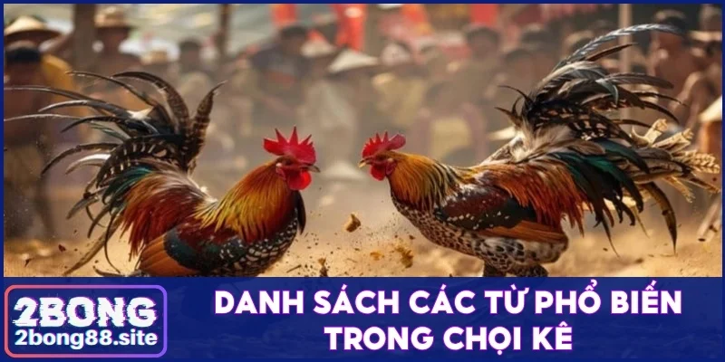 Tổng hợp các thuật ngữ đá gà người mới chơi cần nắm rõ 4 Danh sách các từ phổ biến trong chọi kê
