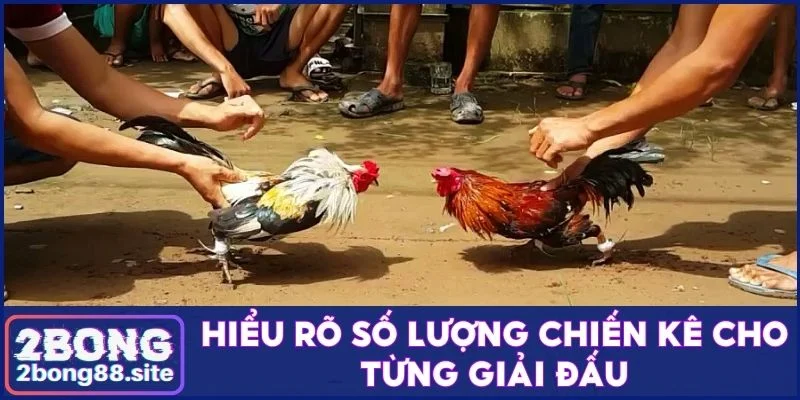 Luật đá gà miền Bắc cập nhật năm 2025 cực đầy đủ và chi tiết 3 Hiểu rõ số lượng chiến kê cho từng giải đấu