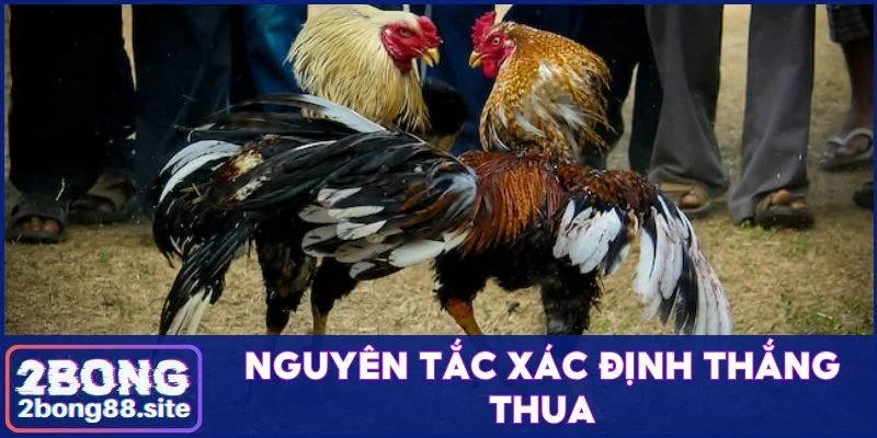 Luật đá gà miền Bắc cập nhật năm 2025 cực đầy đủ và chi tiết 4 Nguyên tắc xác định thắng thua