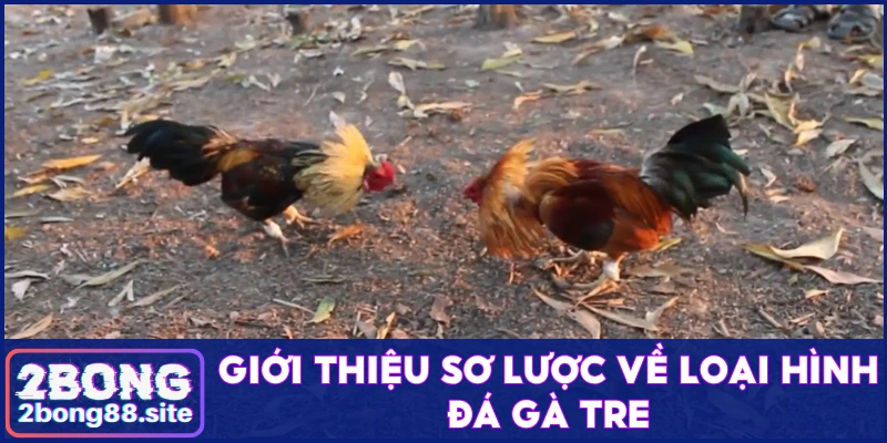 Theo dõi đá gà tre tìm kiếm cơ hội kiếm tiền hấp dẫn 2 Sơ lược về loại hình đá gà tre đặc sắc