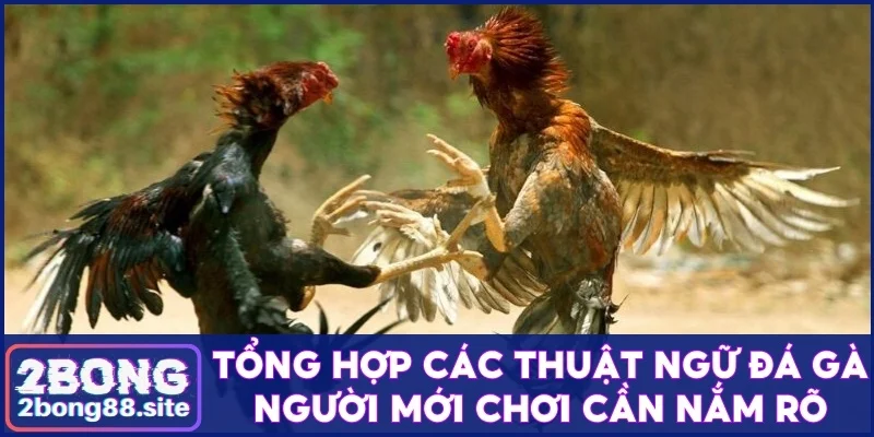 Tổng hợp các thuật ngữ đá gà người mới chơi cần nắm rõ 2 Thuật ngữ đá gà