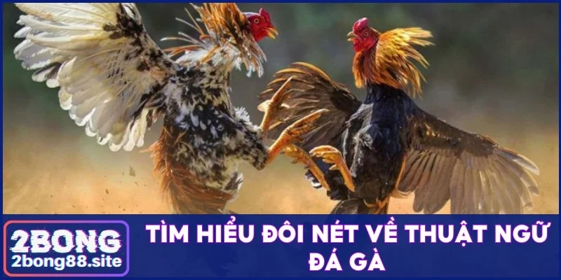 Tổng hợp các thuật ngữ đá gà người mới chơi cần nắm rõ 2 Tìm hiểu đôi nét về thuật ngữ đá gà