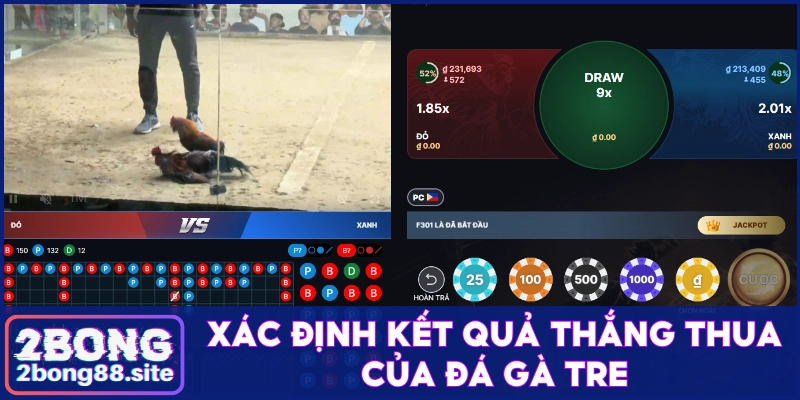 Theo dõi đá gà tre tìm kiếm cơ hội kiếm tiền hấp dẫn 4 Xác định kết quả của các trận chọi gà tre